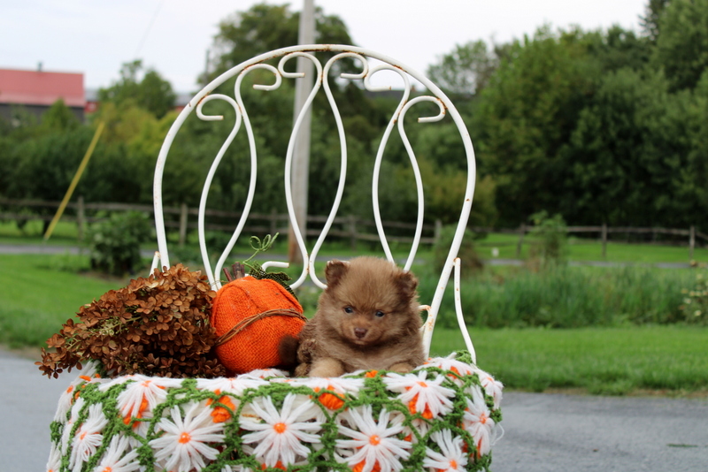 puppy, for, sale, Pomeranian, Matthew B. Stoltzfus, dog, breeder, Gap, PA, dog-breeder, puppy-for-sale, forsale, nearby, find, puppyfind, locator, puppylocator, aca